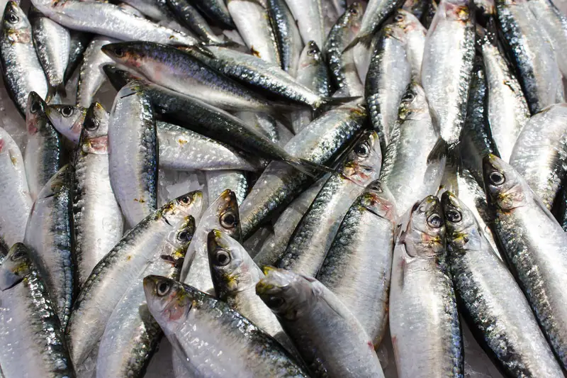 A catch of fresh sardines