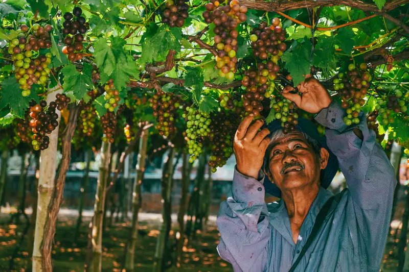 A woman picking grapes at harvest