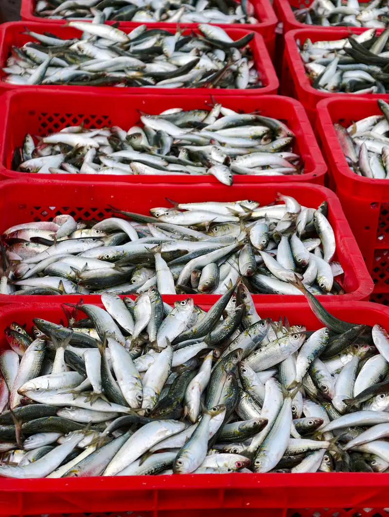 Crates of fresh sardines at the market